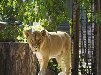Ein weiblicher Löwe im Zoo