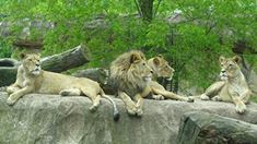 Löwenfamilie im Zoo Dresden