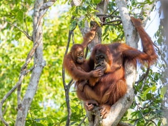 Orang-Utan