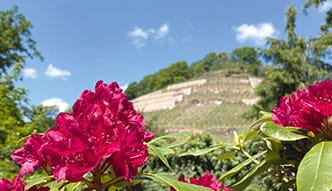 Bild von den Radebeuler Weinbergen