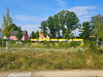 Bienenwiese in Leutewitz