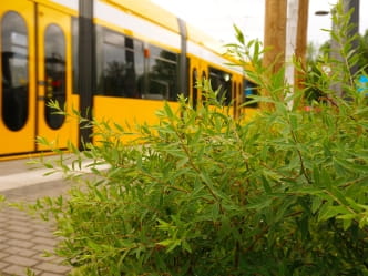 Grüne Haltestelle Julius-Vahlteich-Straße