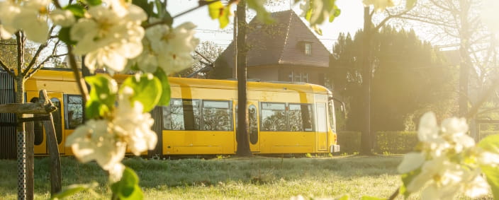 Straßenbahn im Hintergrund, im Vordergrund ein blühender Baum