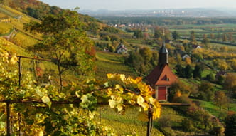 Blick von einem Aussichtspunkt auf die Loschwitzer Weinberge und die Kirche