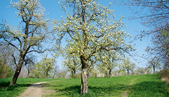 Schloss Pillnitz