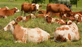 Vorschaubild Streifzug 17